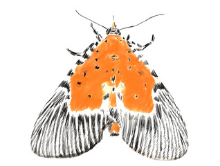 Wall Mural - Illustration of moth isolated on white background