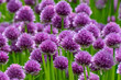 close up of purple chive flowers