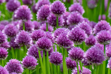 Close Up Of Purple Chive Flowers