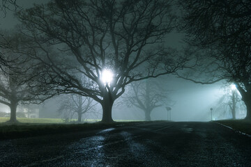 Poster - Trees, silhouetted against street lights, on a country road, on a moody, spooky, atmospheric winters night