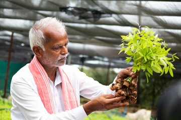 Farmer at greenhouse or poly house busy checking pest and growth of organic saplings or plants.