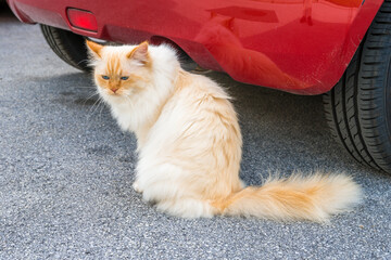 Katze light white fur cat beside a car