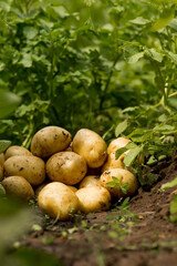 The concept of growing food. Fresh organic new potatoes in a farmer's field. A rich harvest of tubers on the ground.