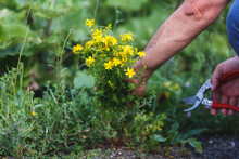 Man  Harvesting Medicinal Herb St. John's Wort With Gardening Tools In Field. Summertime. Herb Pharmacy. Remedies And Natural Products Concept. Selective Focus