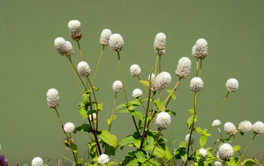 Wall Mural - Amaranth flower with green background