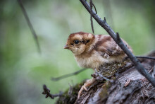 Bobwhite Quail Chick (Colinus Virginianus).