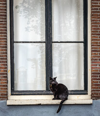 Poster - Window cat