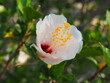 roślina hibiskus kwiat piękno przyroda botanika kwitnienie