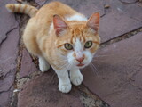 Fototapeta  - kot zwierzątko kocica las podwórko