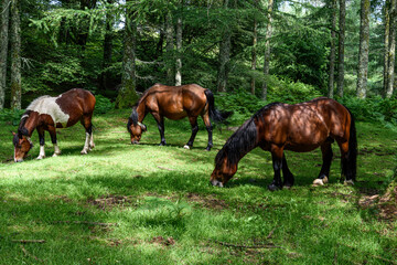 Poster - three horses in profile head to the left of the photo grazing at the same time the grass that grows under the trees of the forest. three horses, two brown ocusro with black manes and another brown wit