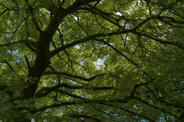 Very green and leafy tree background. Full frame back lit greenery.