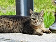 Kot zawiadowcy ruch na stacji kolejowej w Kutne Hore Mesto wyleguje sie na sloncu