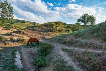 Sticker - horse in the mountains