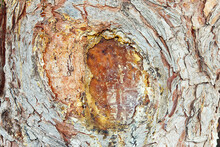 Closeup Shot Of Tree Resin