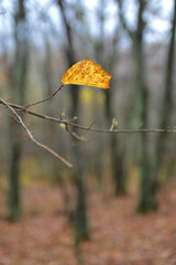 Wall Mural - The last yellow leaf o a autumn branch in Shenandoah National Park - Virginia, United States