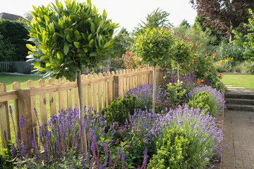 Purple Lavender and salvia among other plants in an attractive border in a garden framed by a picket fence.