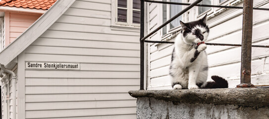 Wall Mural - Old Bergen cat