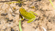 Green wild Squirrel Treefrog - Hyla squirella with spots in shallow end of Sandy pond during early summer breeding season