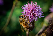 Bee On Thistle