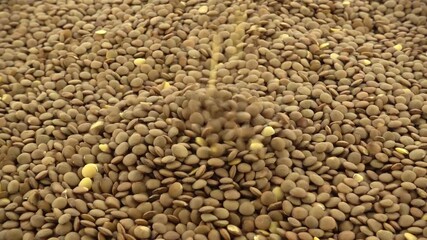 Wall Mural - Brown lentils falling on heap of lentils rotating, source of plant-based protein and fiber