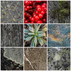 Wall Mural - Set of natural textures. Nature objects close-up: trunks and bark of trees, foliage of plants, surface of stones, grass, berries, moss and lichen, hoarfrost and snow. Backgrounds collection for design