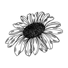 Wall Mural - Chamomile flower. Black and white illustration isolated for packaging, cover and other design.