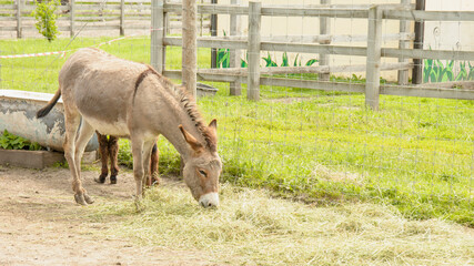 Wall Mural - Donkeys, animals, farm, zoo, mule, travel, vacation, village, wild animals, herd of donkeys, feed the animals, tourism, pack animal, cloven-hoofed, carrier, donkey, domestic