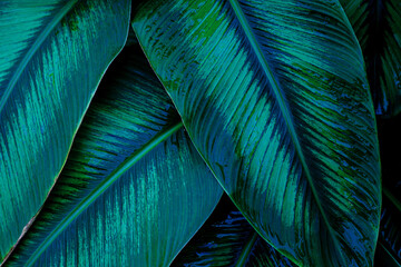  closeup nature view of green leaf texture, dark wallpaper concept, nature background, tropical leaf