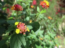 Footage Selective Focus On Red And Orange Zinnia Flower In Garden