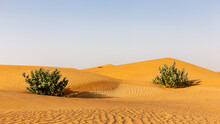 Untouched Desert Landscape With Rippled Sand Dunes And Two Apple Of Sodom (Calotropis Procera) Bushes, United Arab Emirates.