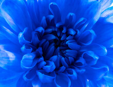 Blue Chrysanthemum Macro. Red Flower Macro. Close Up Flower. Abstract Background Background.