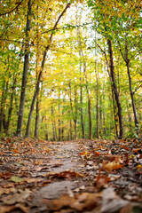 Wall Mural - Trail in the autumn forest at dawn