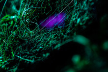 Selective Focus On Dark Green Or Teal Grass With Purple Mist Or Fog, Mysterious Scenery With Copy Space