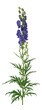 Blauer Eisenhut (Aconitum napellus), Blüte und Blatt, freigestellt, Deutschland