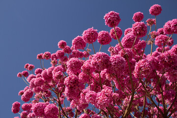 Detalhe de um ipê-bola florido. Ipê Roxo. Handroanthus impetiginosus.