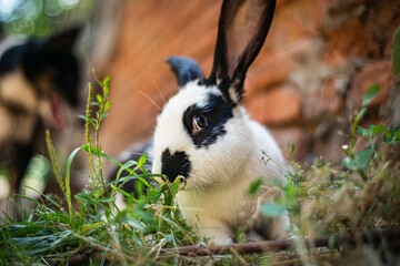 Small white and black rabbit eating green grass on the ground, domestic rabbit with big ears