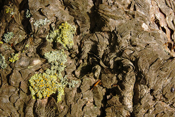 Sticker - Top view of lichens on a tree bark