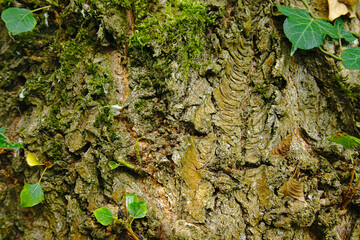 Wall Mural - Closeup shot of an aged tree