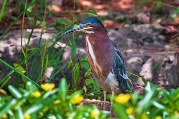 Wall Mural - Green heron 