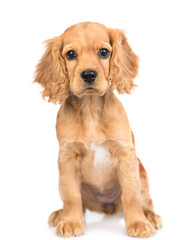 Aufkleber - Portrait of English cocker spaniel puppy sitting in front view. isolated on white background