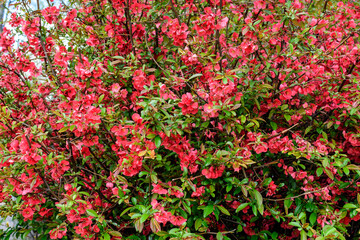 Wall Mural - Close up delicate red flowers of Chaenomeles japonica shrub, commonly known as Japanese quince or Maule's quince in a sunny spring garden, beautiful Japanese blossoms floral background, sakura.