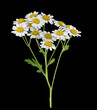 Mutterkraut (Tanacetum parthenium), Blütenstand, freigestellt, Deutschland