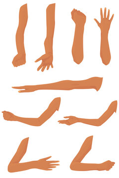 set of hands with different gestures isolated on white background. anatomical references. arm from shoulder to palm. muscles of the arm in front and side. parts of the human body. vector flat.