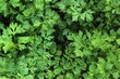 Natural background of green fresh herbs parsley.