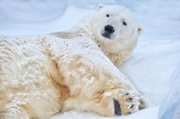 Wall Mural - polar bear in the snow
