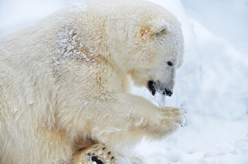 Wall Mural - white polar bear