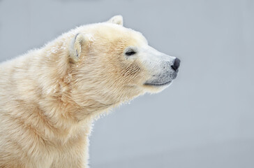 Wall Mural - polar bear in snow