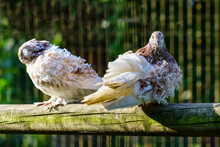 White Curly Feathered Pigeons Resting On A Stick.