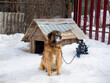 The yard dog sits near the kennel tied with a chain in winter. Dogs, home security