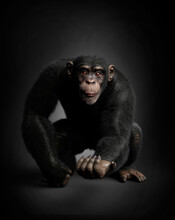 Expressive Chimpanzee Portrait, Black Background. 3D Illustration